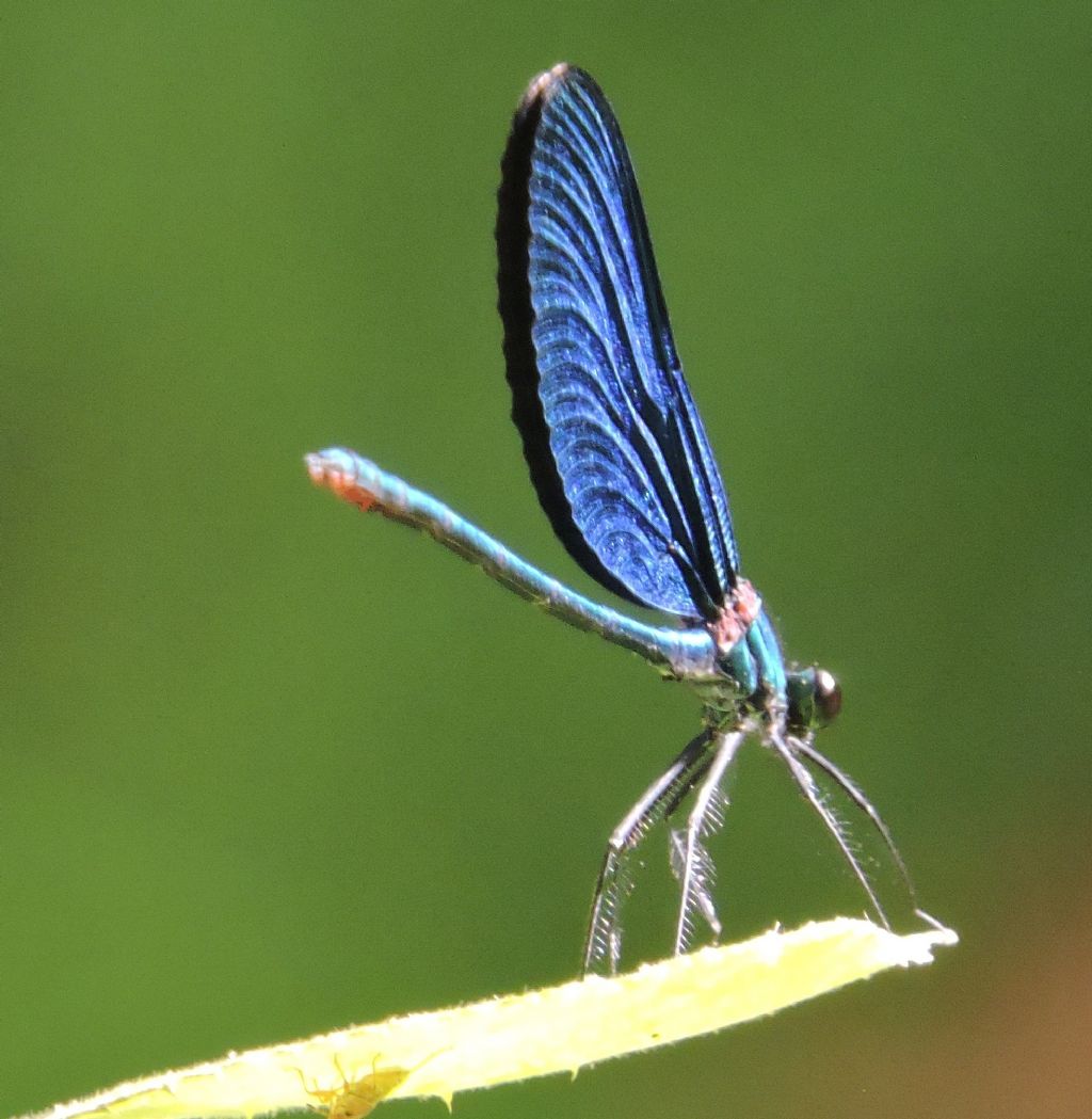 ID  prego: Calopteryx virgo festiva